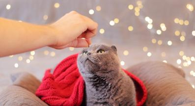 котка по време на празници