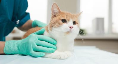 котка при ветеринар
