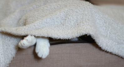 домашна котка