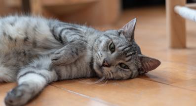 домашна котка