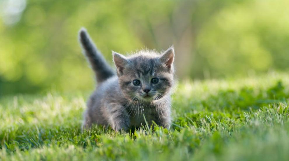 Малко коте се заклещи между гаражи, спасиха го и го върнаха на майка му