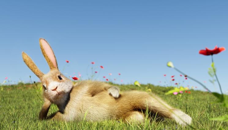 заек - НА ЛОВ: По дирите на заека...