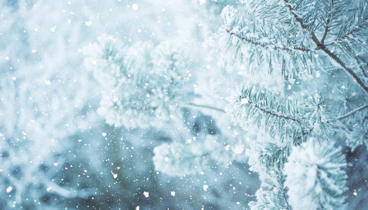 бор зима - Бор рухна върху колона коли! (ВИДЕО)