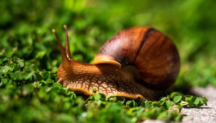 охлюв - Пуснаха на свобода 1300 охлюва