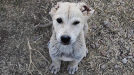 бездомно куче