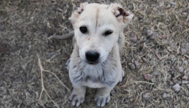 бездомно куче - НА СТУД И ПЕК: 20 000 кучета и котки скитат из наш град!