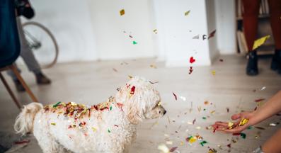 куче нова година