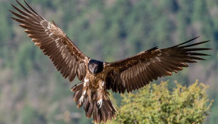 орел - ТЪЖНО: Спасен млад царски орел загина при инцидент