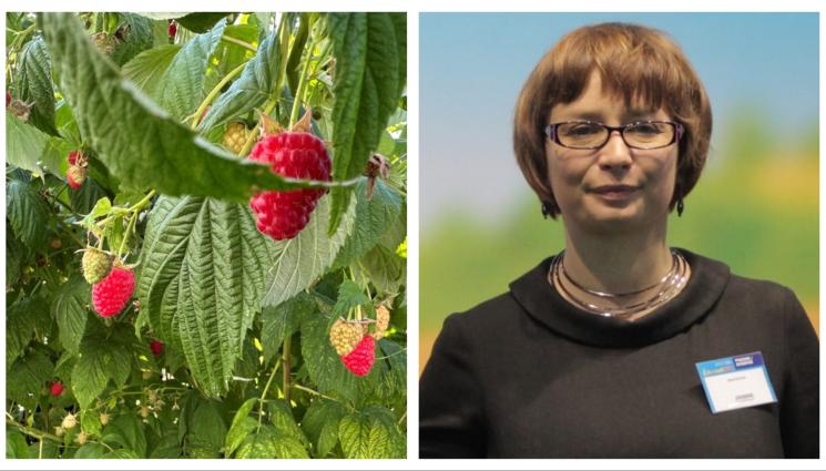 агро телеграф - Агро Телеграф: Спад на търсенето на замразени малини в световен мащаб