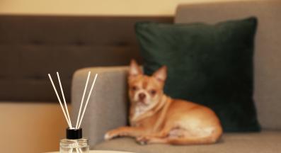 куче етерични масла