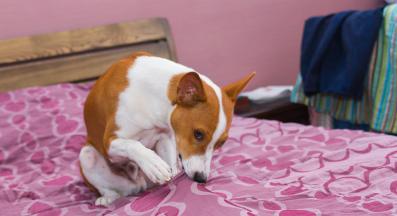 куче драска чаршафи