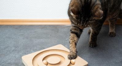 котешки играчки