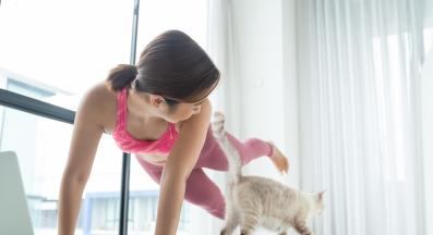 домашна котка