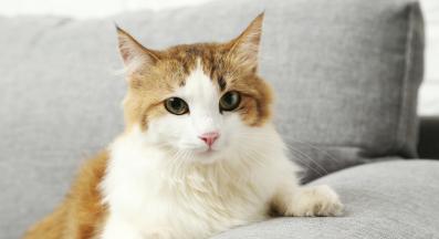 домашна котка