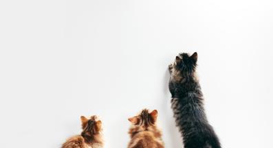 домашна котка