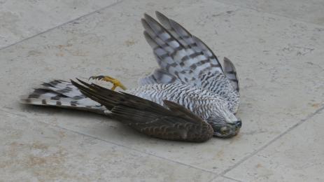 мъртва птица