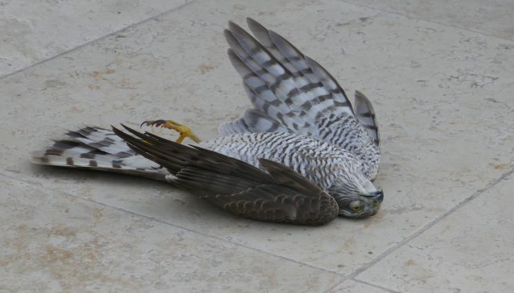 мъртва птица - САМО В КОПРИВЩИЦА: Фойерверки и пиратки убиха 600 птици! (СНИМКА)