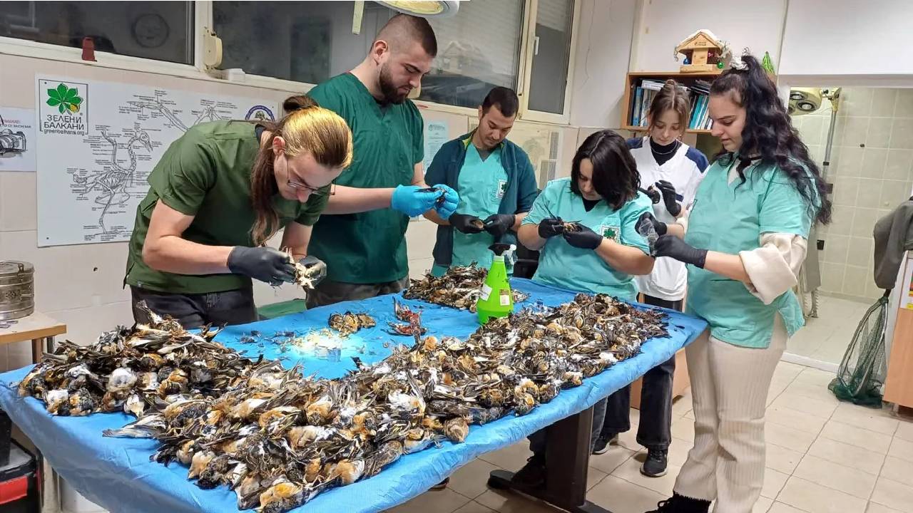 мъртви птици