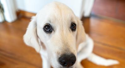 куче само вкъщи