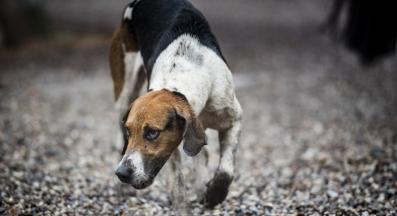 куче ходи бавно