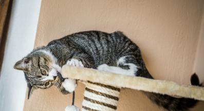 котка драска по стълб за драскане