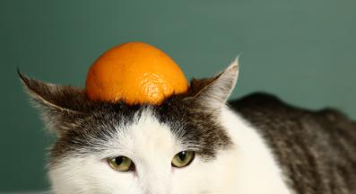 котка и портокал