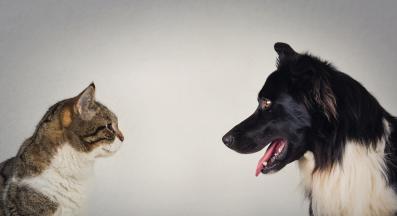 домашна котка