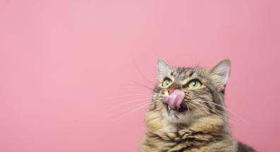 домашна котка