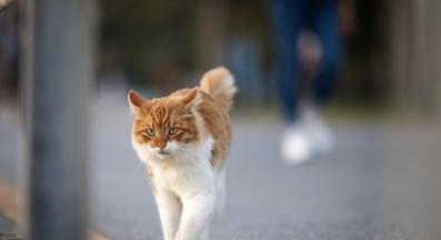 котка навън