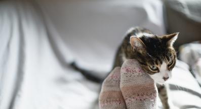 котка през зимата