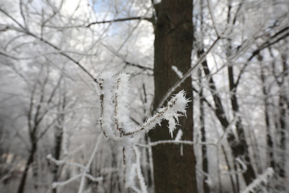 зима северен парк софия