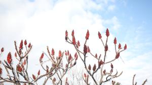 Днес ще бъде предимно слънчево с разкъсана средна и висока