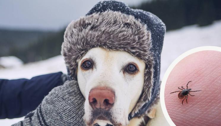 куче кърлеж