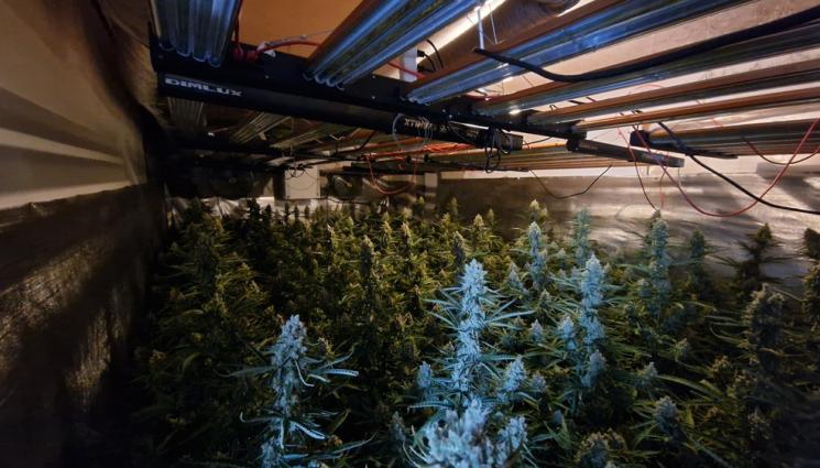 наркомрежа варна - ЕПИЗОД ПОРЕДЕН: Полицията разкри още една наркооранжерия край Варна