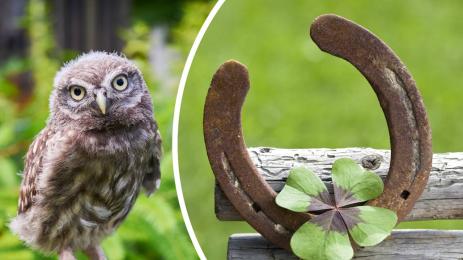 кукумявка подкова