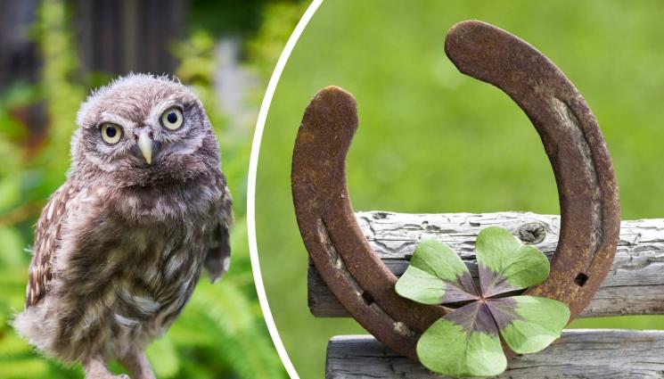 кукумявка подкова - КАК СЕ ПОЯВЯВАТ СУЕВЕРИЯТА? Кукумявката вещае смърт, конската подкова щастие!