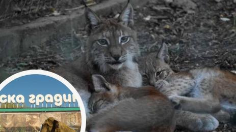 зоопарк софия