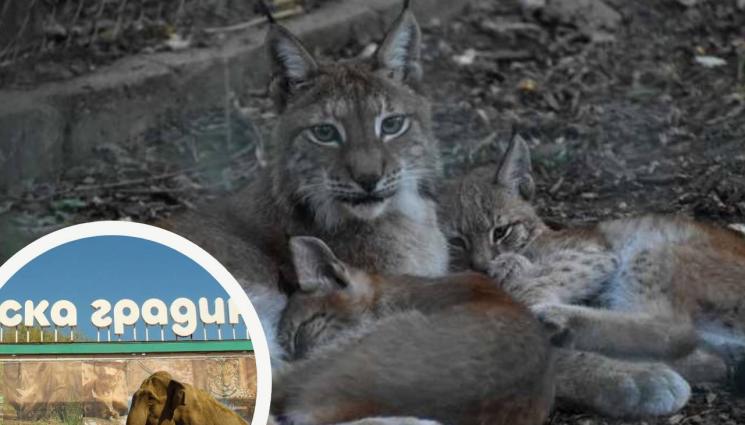 зоопарк софия - 2024: Бейби бум в Софийския зоопарк