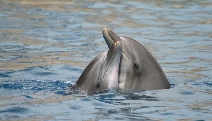 делфини - В ЗАЩИТА НА ЖИВОТНИТЕ: Закриха най-големия парк за морски бозайници в Европа