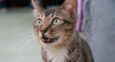 домашна котка