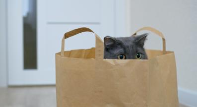 домашна котка