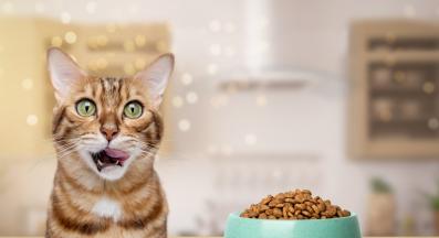 котешка храна