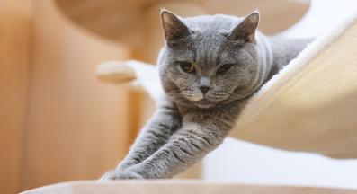 домашна котка