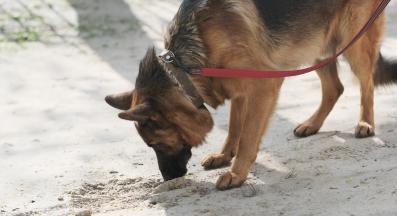 Немска овчарка