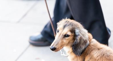 куче страх непознати