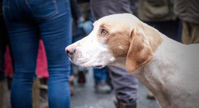 куче страх непознати