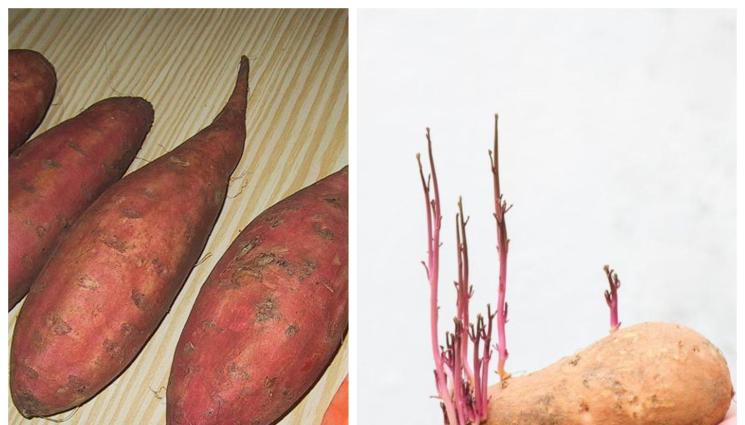 картоф - Агро Телеграф: Бататът може да замести картофа!