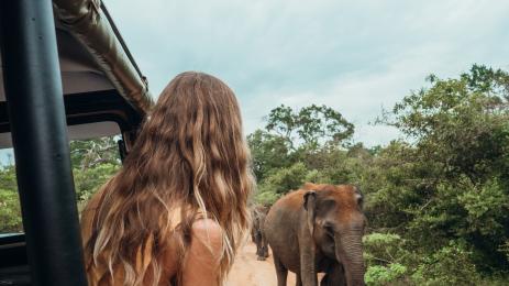 слон Тайланд