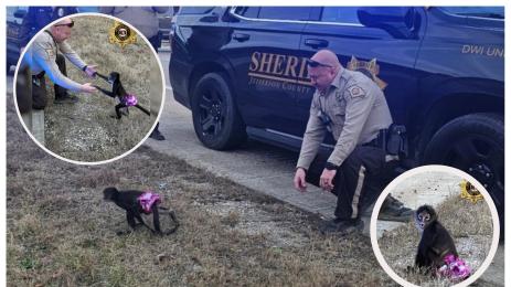 маймуна балет