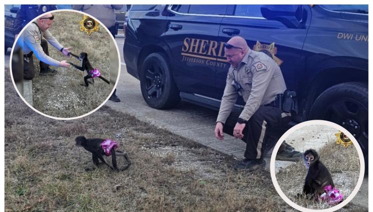 маймуна балет - ОПЕРАЦИЯ „БАНАНИ“: Полицаи заловиха маймуна в балетна пачка